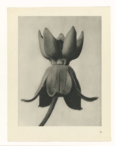 zaplanuj naukę Archetypy sztuki (tytuł serii) autorstwa Karl Blossfeldt