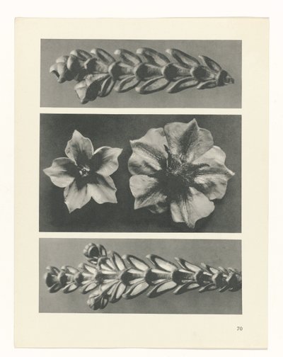 zaplanuj naukę Archetypy sztuki (tytuł serii) autorstwa Karl Blossfeldt