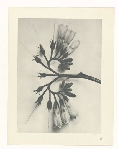 zaplanuj naukę Archetypy sztuki (tytuł serii) autorstwa Karl Blossfeldt