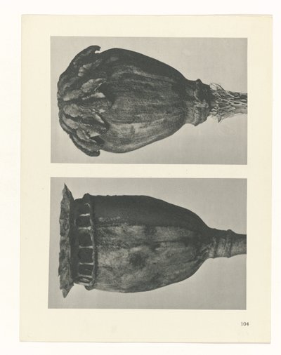 zaplanuj naukę Archetypy sztuki (tytuł serii) autorstwa Karl Blossfeldt