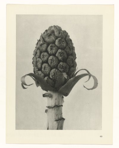 zaplanuj naukę Archetypy sztuki (tytuł serii) autorstwa Karl Blossfeldt
