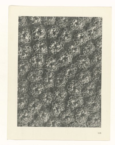 zaplanuj naukę Archetypy sztuki (tytuł serii) autorstwa Karl Blossfeldt