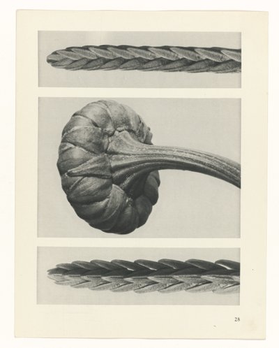 zaplanuj naukę Archetypy sztuki (tytuł serii) autorstwa Karl Blossfeldt