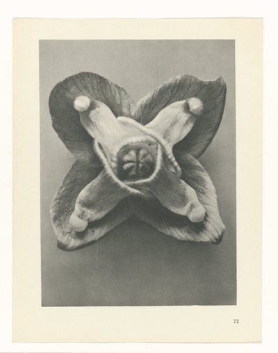 zaplanuj naukę Archetypy sztuki (tytuł serii) autorstwa Karl Blossfeldt