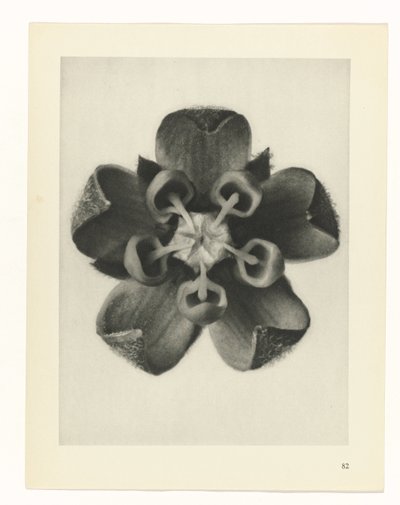 zaplanuj naukę Archetypy sztuki (tytuł serii) autorstwa Karl Blossfeldt
