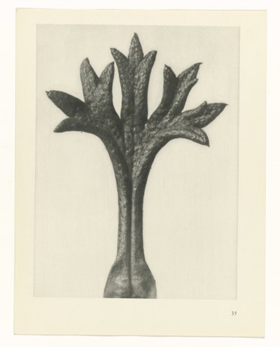 zaplanuj naukę Archetypy sztuki (tytuł serii) autorstwa Karl Blossfeldt