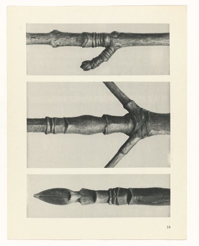 zaplanuj naukę Archetypy sztuki (tytuł serii) autorstwa Karl Blossfeldt