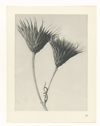 zaplanuj naukę Archetypy sztuki (tytuł serii) autorstwa Karl Blossfeldt