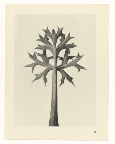 zaplanuj naukę Archetypy sztuki (tytuł serii) autorstwa Karl Blossfeldt