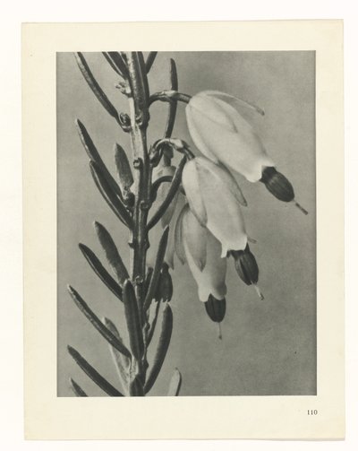zaplanuj naukę Archetypy sztuki (tytuł serii) autorstwa Karl Blossfeldt