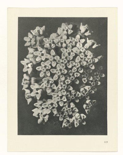 zaplanuj naukę Archetypy sztuki (tytuł serii) autorstwa Karl Blossfeldt