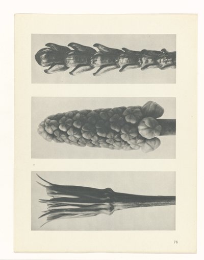 zaplanuj naukę Archetypy sztuki (tytuł serii) autorstwa Karl Blossfeldt