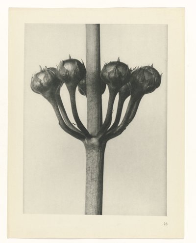 zaplanuj naukę Archetypy sztuki (tytuł serii) autorstwa Karl Blossfeldt