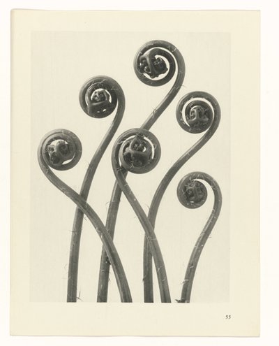 zaplanuj naukę Archetypy sztuki (tytuł serii) autorstwa Karl Blossfeldt