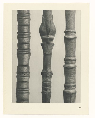 zaplanuj naukę Archetypy sztuki (tytuł serii) autorstwa Karl Blossfeldt