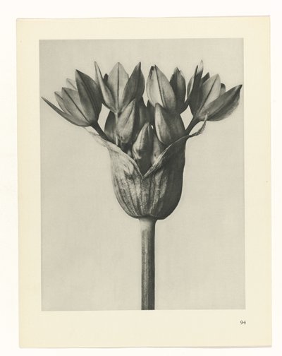 zaplanuj naukę Archetypy sztuki (tytuł serii) autorstwa Karl Blossfeldt