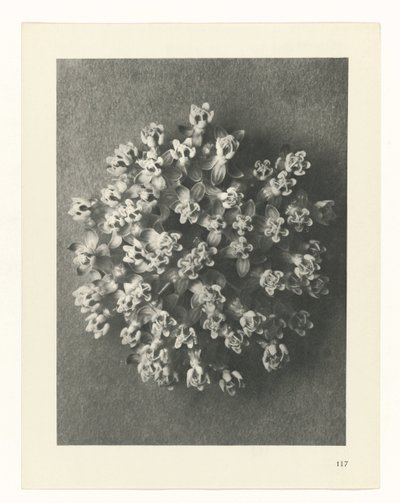 zaplanuj naukę Archetypy sztuki (tytuł serii) autorstwa Karl Blossfeldt