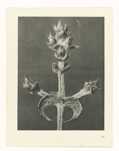 zaplanuj naukę Archetypy sztuki (tytuł serii) autorstwa Karl Blossfeldt