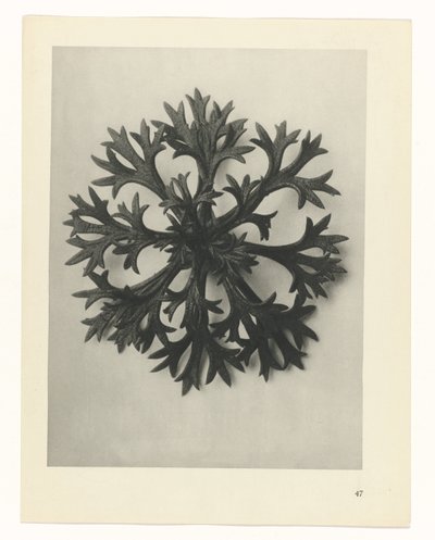 zaplanuj naukę Archetypy sztuki (tytuł serii) autorstwa Karl Blossfeldt