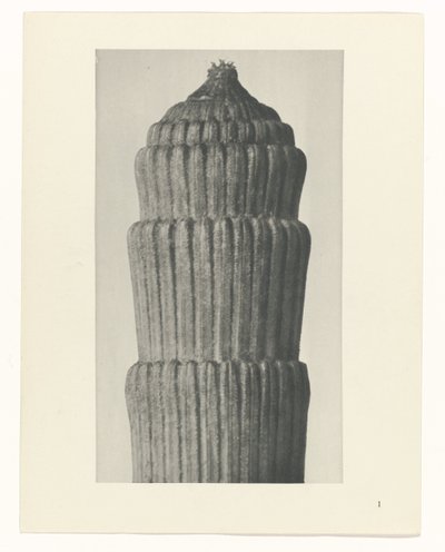 Zaplanuj studium, Equisetum hiemale Archetypy sztuki (tytuł serii) autorstwa Karl Blossfeldt
