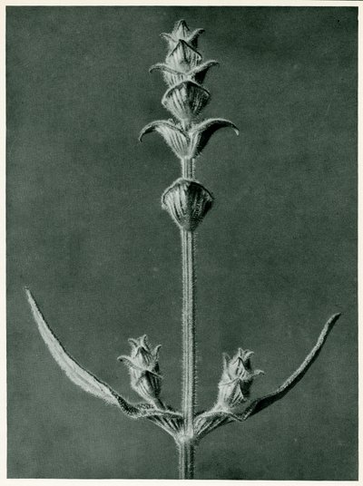 Szałwia, 1929 (fotograwiura) autorstwa Karl Blossfeldt