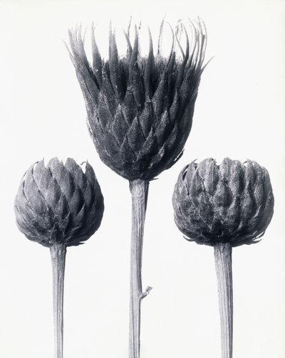 Serratula Nudicaulis (Twaróg zwyczajny bez łodygi), ok. 1928 (odbitka żelatynowo-srebrowa) autorstwa Karl Blossfeldt