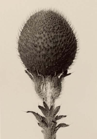 [Ciernista roślina cebulowa] autorstwa Karl Blossfeldt