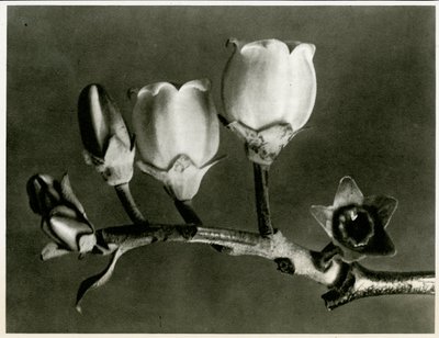 Vaccinium Corymbosum. 1929 (fotograwiura) autorstwa Karl Blossfeldt