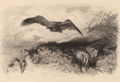 Orzeł w locie. autorstwa Karl Bodmer