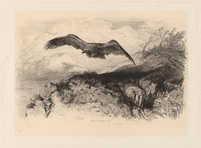 latający orzeł autorstwa Karl Bodmer