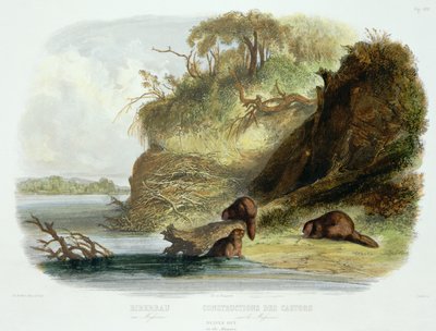 Beaver Hut nad Missouri, tablica 17 z tomu 1 „Podróże we wnętrzu Ameryki Północnej”, sztych. Friedrich Salathe (1793-1858) 1843 (akwatinta) autorstwa Karl Bodmer