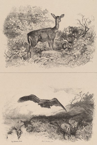 Łania, Orle. autorstwa Karl Bodmer