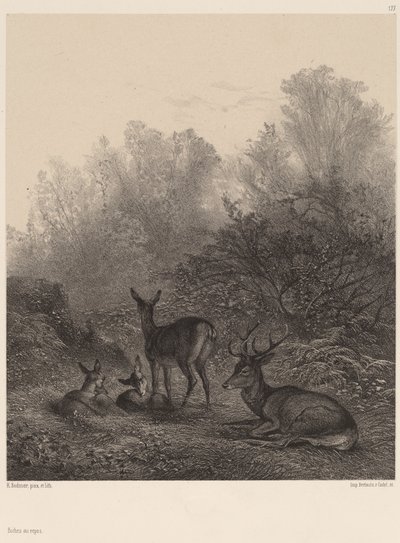 Jeleń odpoczywa autorstwa Karl Bodmer