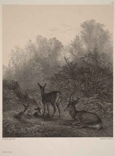 Łanie w spoczynku autorstwa Karl Bodmer