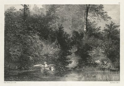 Kanardy (kaczki) autorstwa Karl Bodmer