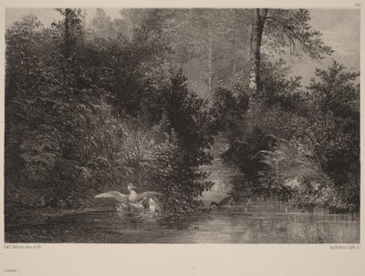 Kaczki autorstwa Karl Bodmer