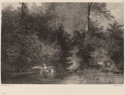 Kaczki, 18611866. autorstwa Karl Bodmer