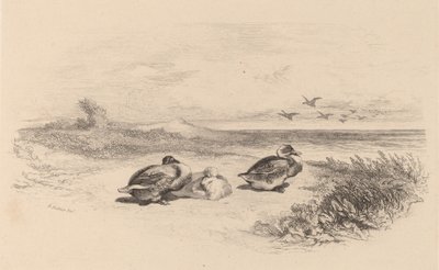 Dzikie kaczki. autorstwa Karl Bodmer