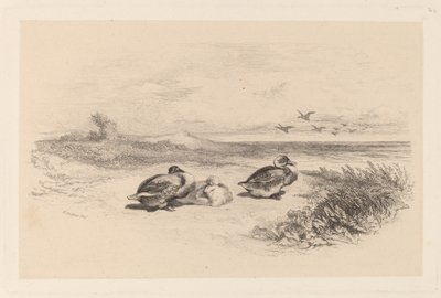 Dzikie Kaczki autorstwa Karl Bodmer