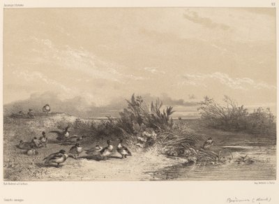 Dzikie Kaczki autorstwa Karl Bodmer