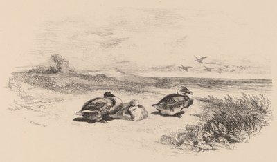 Dzikie Kaczki autorstwa Karl Bodmer