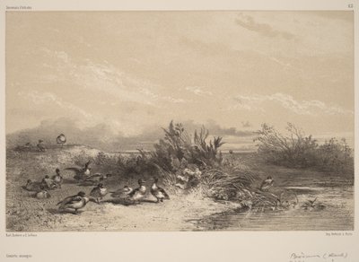 Dzikie kaczki autorstwa Karl Bodmer