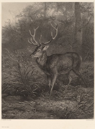 Cerf Dix-Cors autorstwa Karl Bodmer