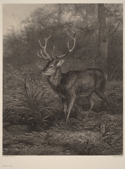 Jeleń dziesięciorogi autorstwa Karl Bodmer