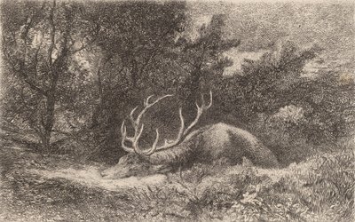 Jeleń a la Repose. autorstwa Karl Bodmer
