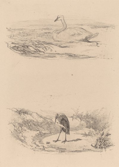 Łabędź, czapla. autorstwa Karl Bodmer