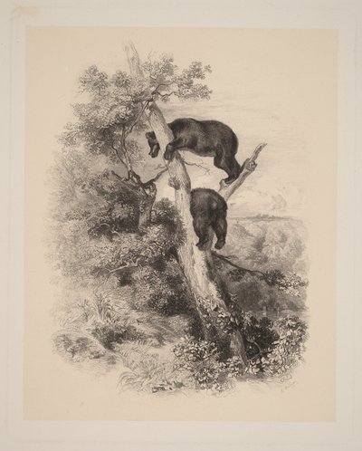 Dwa niedźwiedzie autorstwa Karl Bodmer