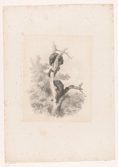 Trzy niedźwiedzie na drzewie Krajobrazy ze zwierzętami (tytuł serii) autorstwa Karl Bodmer