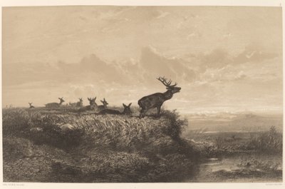 Poranek. Jeleń i Hinds autorstwa Karl Bodmer