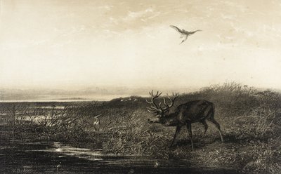 Wieczór: Jeleń i czaple autorstwa Karl Bodmer